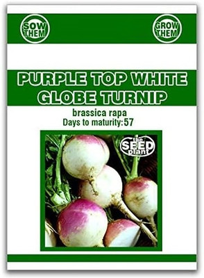 Quentova White Globe Turnip 20g-VISHVA-7J Seed(4000 per packet)