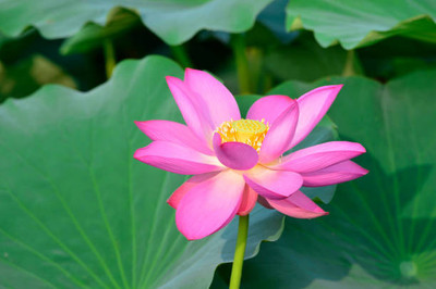 MOOFGA lotus,kamal gatta Seed(10 per packet)