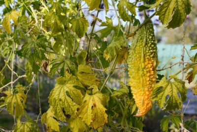 Bahan bitter gourd,karela seeds Seed(30 per packet)