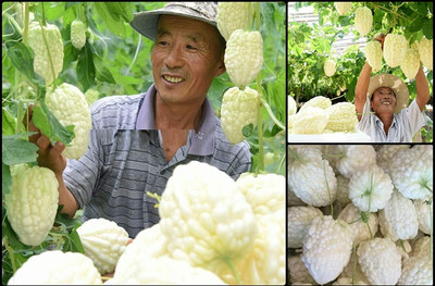 Qualtivate GBPT-9A Chinese Bitter Gourd White Heirloom Seed(50 per packet)