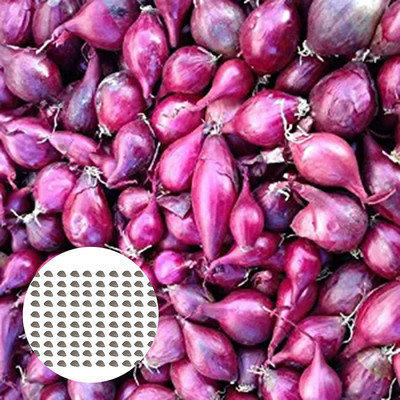 CYBEXIS F57Onion Seeds Biennial Allium Onion Cut1000 Seeds Seed(1000 per packet)