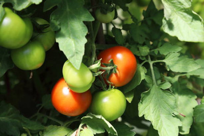 Vlog Bazar tomato Seed(55 per packet)