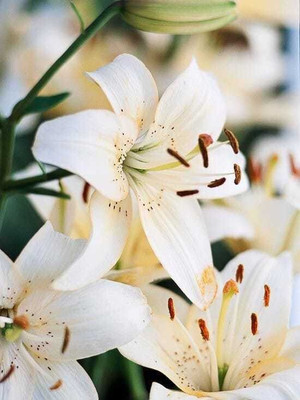 SIDDHI VINAYAK Imported Rare Variety Asiatic lily, Oriental Lily Lilium flower bulbs For Home Gardening pack of 2 flower bulbs Seed(2 per packet)