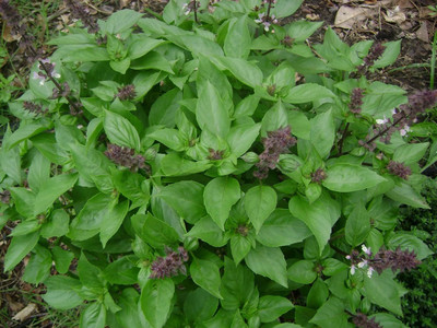 ActrovaX Green Cinamon Basil [2000 Seeds] Seed(2000 per packet)