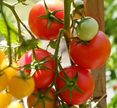 ALPINE HYBRIDE SEEDS tomato Seed(145 per packet)