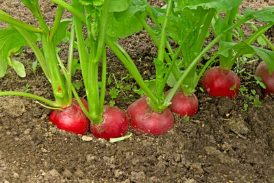 XOLDA Organic red round radish Seed(15 per packet)
