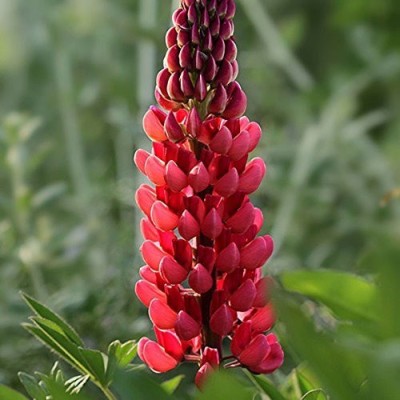 Aro Lupin Seed(10 per packet)