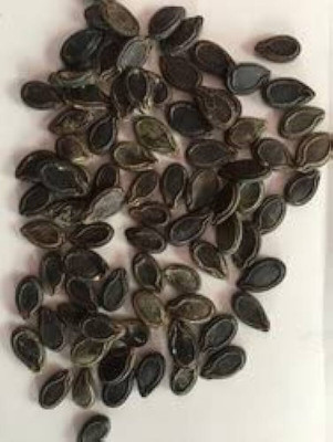 Arshiayat Ridge Gourd Seeds-Variety Jaipur Long Hybrid Seed(35 per packet)