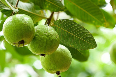 ibains Guava seeds Seed(83 per packet)