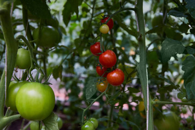 Avysa tomato Seed(130 per packet)
