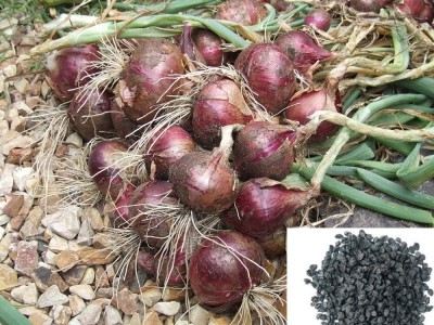 KNESSiN High Yield Red Onion Hybrid Allium Cepa-{1200 Seeds} Seed(1200 per packet)