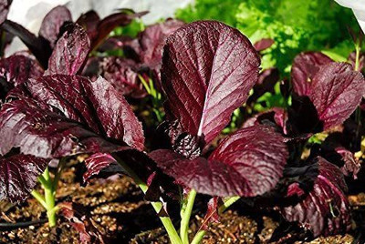 VibeX ® VMR-421 Mustard Red Garnet Giant Seed(500 per packet)