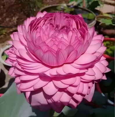 YourPlant YourPlant Lotus Seeds Seed LOTUS HYBRID FLOWER SEEDS Seed(1 per packet)