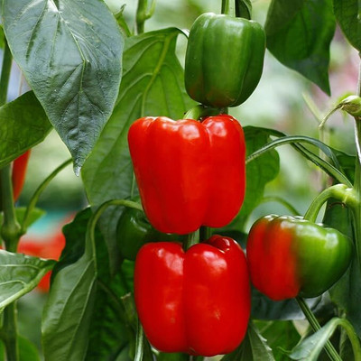 GREENSEA Capsicum/Shimla Mirch Seed(123 per packet)