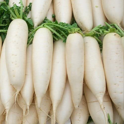 Aywal Mooli Seeds - (White Long Radish) Seed(40 per packet)