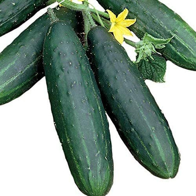 WHYGI Spacemaster Cucumber Seeds, High-Yield Seeds-CuC_115 Seed(50 per packet)