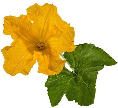 CYBEXIS PUMPKIN BLOSSOMS400 Seeds Seed(400 per packet)