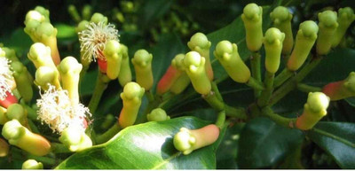 Qualtivate KGF -5 Clove Beans Seeds Seed(50 per packet)