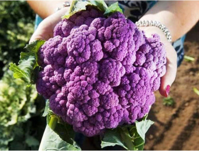 KNESSiN Purple Cauliflower Seed(1250 per packet)