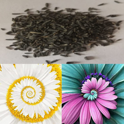 VibeX NBIR-8 - Mixed Colors Flower of Spiral Chrysanthemum - (90 Seeds) Seed(90 per packet)