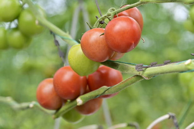 VRAKSHA tomato Seed(110 per packet)
