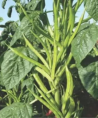 SUAA Cluster Beans Seed(50 per packet)