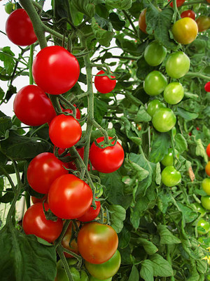 parrot creation tomato Seed(30 per packet)