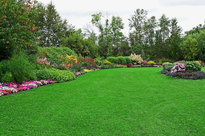 BISWAS Durva Lawn Grass Seeds, Grass Seeds For Lawn Seed(6000 per packet)