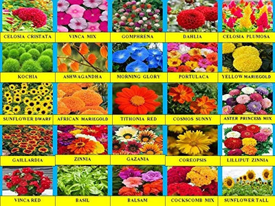 abiswas 10 Variety Of Flower Seeds Combo Pack With Instruction Manual Seed(1600 per packet)