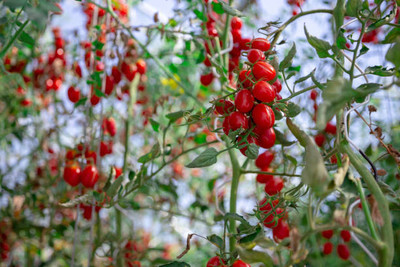 KEROS tomato Seed(120 per packet)