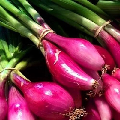 KNESSiN Heat Tolerant Red Long Torpedo Onion Seeds for Home Gardening-(600 Seeds) Seed(600 per packet)