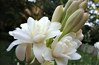 BDSresolve Tuberose flower bulbs seeds pack of 6 Seed(6 per packet)