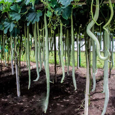 Qualtivate PUA-6A Grow Long Snake Like Gourds - Rare Seed(25 per packet)