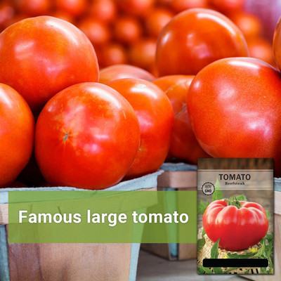 Quentova Beefsteak Tomato 5gm Seeds Seed(2000 per packet)