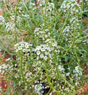 Avysa Sweet Alyssum Seeds - Tall White Seed(50 per packet)