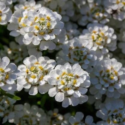 Lorvox Candytuft (Perennial) Snowflake Seed(80 per packet)