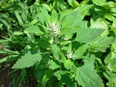 Aywal Bathua Saag Organic F1 Hybrid Seed(10 per packet)
