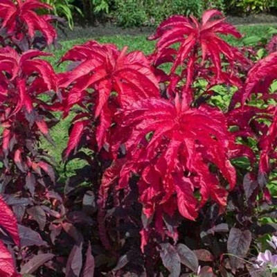 Lorvox Amaranthus Mixed Color Hybrid Flower Seeds For All Season Seed(8 per packet)