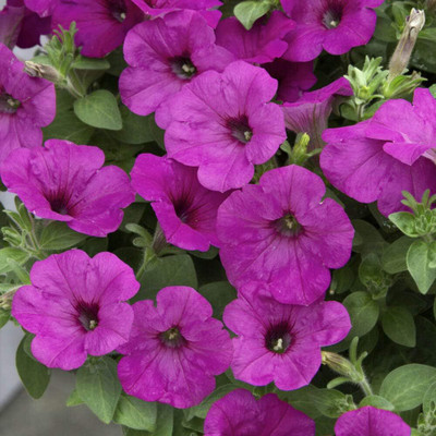 Qualtivate GBPUT-310 Rose Easy Wave Petunia Flower Seed Seed(50 per packet)