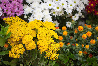 NATURE FARM marigold/gende ka phool flower seeds Seed(50 per packet)