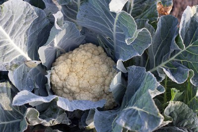 Heirloom Quality white cauliflower,gobhee seeds Seed(20 per packet)