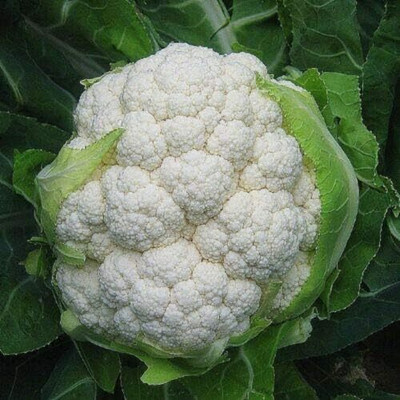 KNESSiN Cauliflower Igloo Seed(1250 per packet)