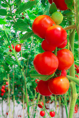 Naturewise tomato Seed(105 per packet)