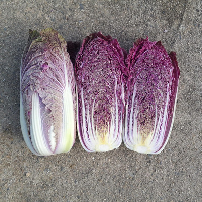Biosnyg Chinese Cabbage Seeds - RCC3 Red-250 Seeds/1gm Seed(250 per packet)