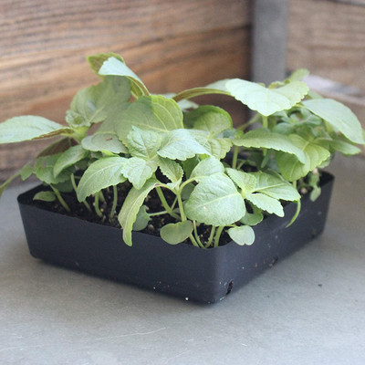 CYBEXIS XLL-69 - Shiso Perilla Beefsteak Plant - (2250 Seeds) Seed(2250 per packet)