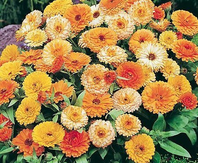 CRGO CALENDULA Seed(15 per packet)