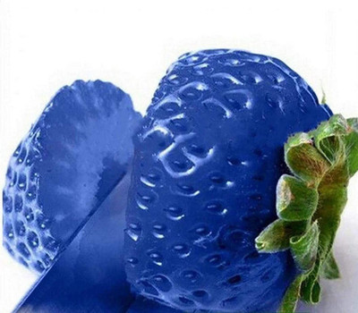 CYBEXIS Blue Strawberry Seeds400 Seeds Seed(400 per packet)