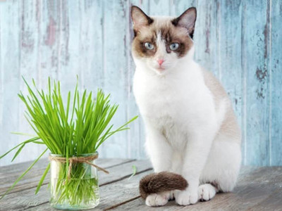 CYBEXIS XL-46 - Cat Grass(Sweet Oats for Cats) - (4500 Seeds) Seed(4500 per packet)