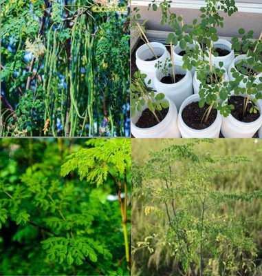 ibains Sahjan seeds hybrid bij 10 Seed(10 per packet)