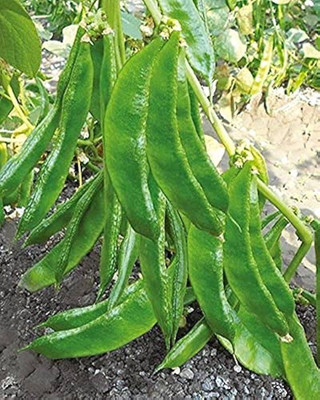 JAYANTAHALDER Broadbean, fava bean Seed(55 per packet)